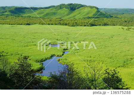 夏の釧路湿原　コッタロ湿原展望台 136575288