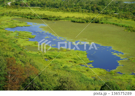 夏の釧路湿原　サルルン沼 136575289