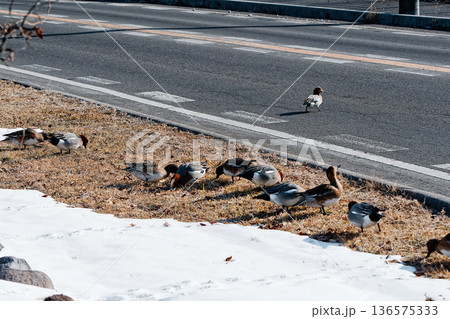 道路際まで集まってきたカモの群れと車道を横断するカモ 道路際まで集まってきたカモの群れと車道を横断するカモ 136575333