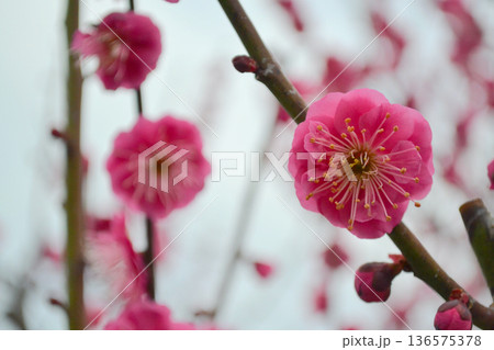赤い梅の花 136575378