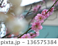 春を告げる梅の花 136575384