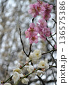 紅白の梅 136575386