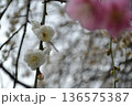 春を告げる梅の花 136575387