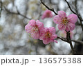 春の訪れを告げる梅の花 136575388
