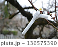 梅の木に結ばれたおみくじ 136575390