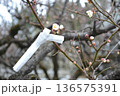 梅の木に結ばれたおみくじ 136575391