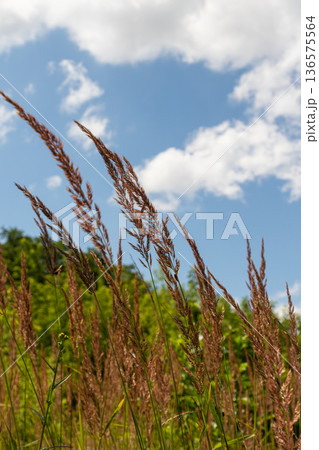 Calamagrostis epigejos sways gently in the breeze under a bright blue sky dotted with fluffy clouds in a lush green landscape Calamagrostis epigejos sways gently in the breeze under a bright blue sky dotted with fluffy clouds in a lush green landscape 136575564