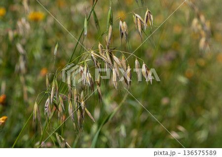 Wild oat Avena fatua thrives in a sunny meadow filled with diverse flora during summer season showcasing its distinctive seed heads 136575589