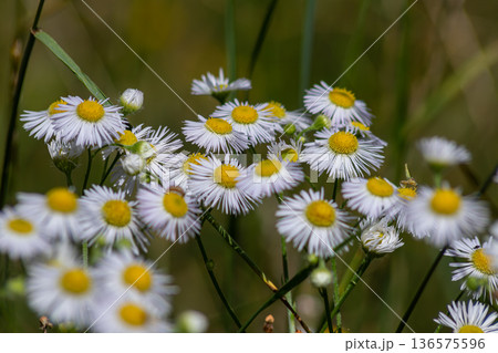Eastern Daisy Fleabane blooms brightly in a natural setting under warm sunlight during springtime in a grassy meadow 136575596