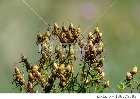 St John s Wort blooms in a natural setting showcasing distinctive yellow flowers and green foliage during summer months St John s Wort blooms in a natural setting showcasing distinctive yellow flowers and green foliage during summer months 136575598