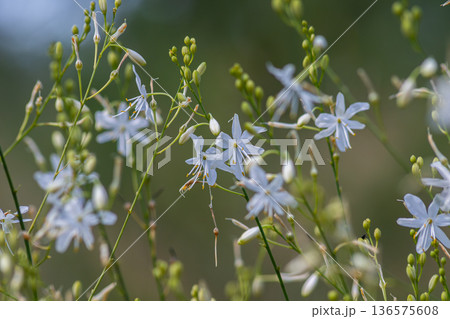 Branched St Bernard's-lily blooms gracefully in a vibrant natural setting during a sunny spring day 136575608