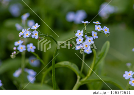 Beautiful clusters of Myosotis flowers bloom in a lush green meadow during spring showcasing their delicate blue petals and yellow centers 136575611