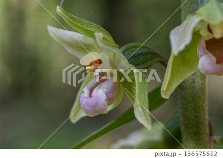 Violet Helleborine blooms with pale green flowers in a tranquil woodland setting during the early summer season 136575612