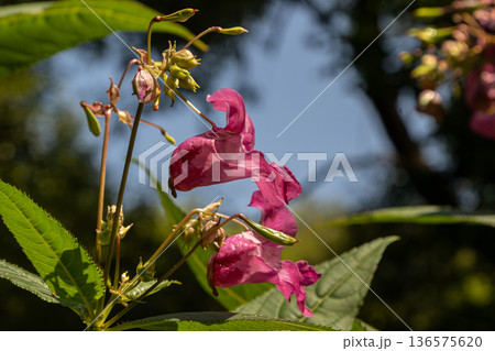 Beautiful Himalayan balsam blossoms showcase vibrant pink flowers in a natural setting under clear blue skies Beautiful Himalayan balsam blossoms showcase vibrant pink flowers in a natural setting under clear blue skies 136575620