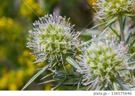 Field Eryngo blooms in a natural habitat displaying intricate details and vibrant colors during late spring in a meadow environment 136575646