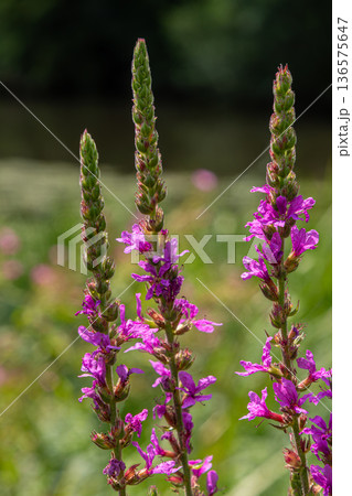 Lythrum salicaria blooms in vibrant purple beside a river at midday showcasing its distinctive spiked flower structure and lush green backdrop 136575647