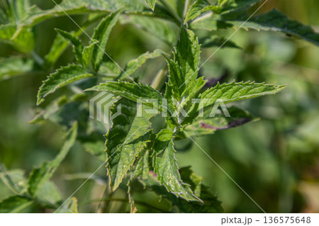 Water mint thrives in a natural habitat showcasing vibrant green leaves under sunlight in a lush environment during a warm summer day 136575648