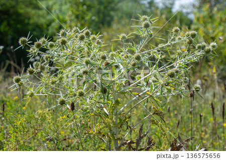 Field Eryngo thrives in a natural habitat with green foliage and spiky flower heads under bright sunlight during summertime Field Eryngo thrives in a natural habitat with green foliage and spiky flower heads under bright sunlight during summertime 136575656