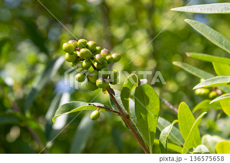 Common privet shrub with green berries growing in a sunny garden setting during early summer 136575658