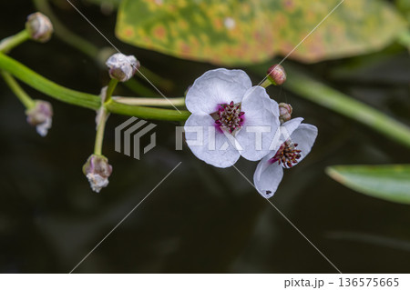 Common arrowhead plant Sagittaria sagittifolia blooming in a freshwater habitat with dark water and lush green foliage 136575665