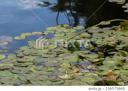 Floating hydrocharis morsus-ranae common frogbit creates lush green cover on calm waters in a natural habitat during sunny daylight 136575668