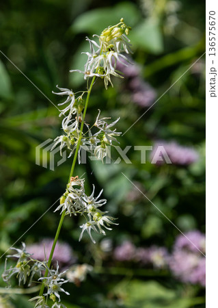 Wild cucumber blooms vibrantly in a sunlit meadow showcasing its unique flower structure during the height of summer Wild cucumber blooms vibrantly in a sunlit meadow showcasing its unique flower structure during the height of summer 136575670