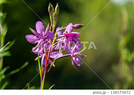 Colorful blooms of fireweed grace a sunny meadow in summer showcasing vibrant purple petals against a lush green background 136575672