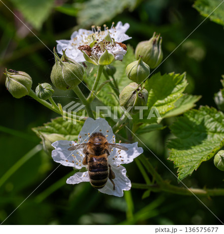 Bee collecting nectar from blooming blackberry flowers in a lush garden during the warm summer afternoon 136575677