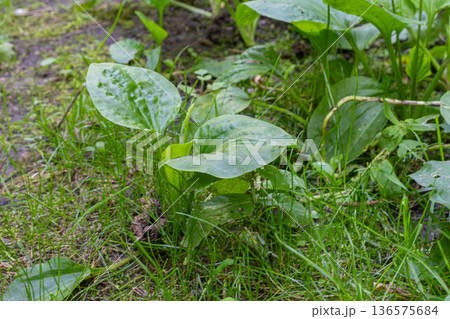 Broadleaf plantain thriving in a grassy area with lush green leaves under natural light 136575684