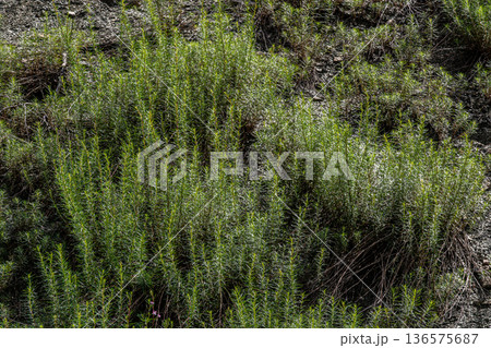 Fireweed thrives in a sunny environment showcasing vibrant green foliage and displaying its resilience in natural landscapes during summer 136575687