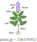 Parts of a sage plant on a white background. 136576052