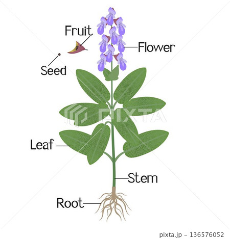 Parts of a sage plant on a white background. Parts of a sage plant on a white background. 136576052