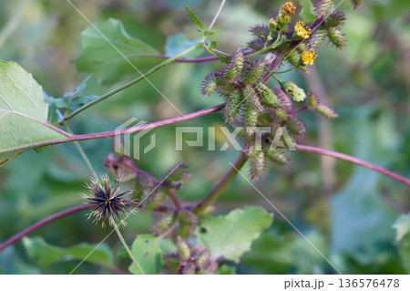 オナモミとアメリカセンダングサ・2 136576478