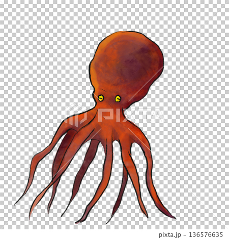 リアルなタコのイラスト 136576635