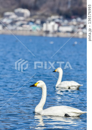 諏訪湖に浮かぶ白鳥 諏訪湖に浮かぶ白鳥 136576993