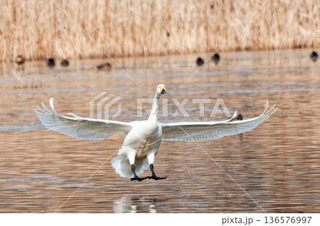 着水寸前で足を延ばしている白鳥 着水寸前で足を延ばしている白鳥 136576997