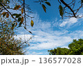 秋の始まりを感じる青空と木々のフレーム 136577028