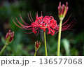 鮮やかに咲く彼岸花のクローズアップ 136577068