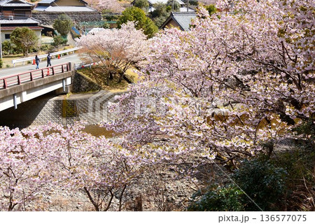 珍しい品種が咲く伊勢市横輪の桜 136577075