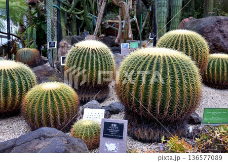 金シャチという種類のサボテン 136577089