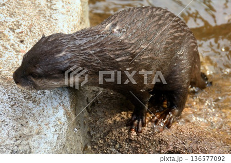動物園のコツメカワウソ 動物園のコツメカワウソ 136577092