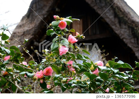 民家の前に咲いたツバキ 136577096