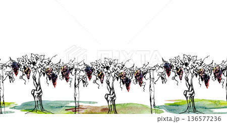 Vineyard seamless border with leafy grapevine, ripe fruit clusters, tendrils on twisted trunk. Isolated illustration hand drawn in watercolor and ink for premium winery product, tour brochures header. 136577236
