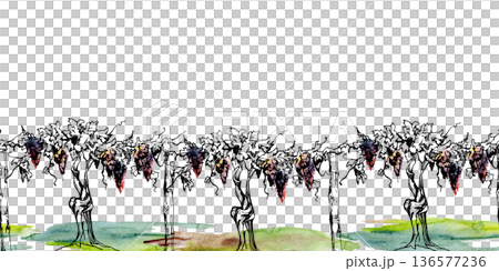Vineyard seamless border with leafy grapevine, ripe fruit clusters, tendrils on twisted trunk. Isolated illustration hand drawn in watercolor and ink for premium winery product, tour brochures header. 136577236