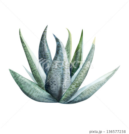 Aloe vera, agave, dracaena Sansevieria African succulent houseplant rosette. Isolated illustration hand drawn in watercolor. Contemporary interiors, snake plant care guides, architectural styling. Aloe vera, agave, dracaena Sansevieria African succulent houseplant rosette. Isolated illustration hand drawn in watercolor. Contemporary interiors, snake plant care guides, architectural styling. 136577238
