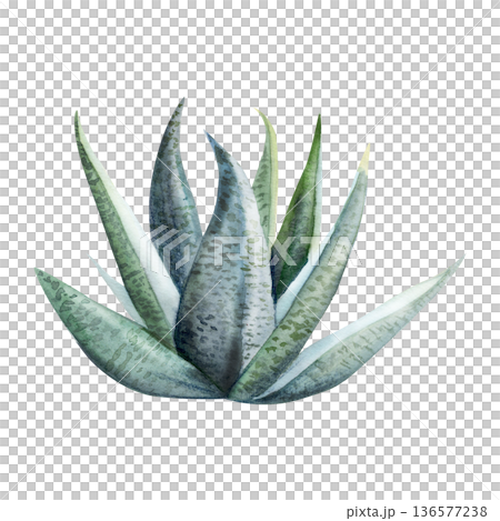 Aloe vera, agave, dracaena Sansevieria African succulent houseplant rosette. Isolated illustration hand drawn in watercolor. Contemporary interiors, snake plant care guides, architectural styling. Aloe vera, agave, dracaena Sansevieria African succulent houseplant rosette. Isolated illustration hand drawn in watercolor. Contemporary interiors, snake plant care guides, architectural styling. 136577238