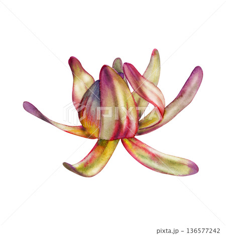 Leucadendron, protea colorful leaves rosette, exotic African branch. Isolated botanical illustration hand drawn in watercolor. Natural cosmetics, sustainable landscaping materials, plant shop art. Leucadendron, protea colorful leaves rosette, exotic African branch. Isolated botanical illustration hand drawn in watercolor. Natural cosmetics, sustainable landscaping materials, plant shop art. 136577242