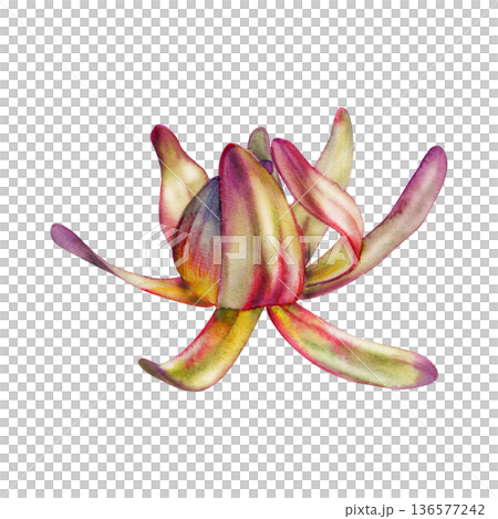 Leucadendron, protea colorful leaves rosette, exotic African branch. Isolated botanical illustration hand drawn in watercolor. Natural cosmetics, sustainable landscaping materials, plant shop art. Leucadendron, protea colorful leaves rosette, exotic African branch. Isolated botanical illustration hand drawn in watercolor. Natural cosmetics, sustainable landscaping materials, plant shop art. 136577242