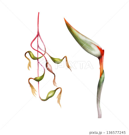 Strelitzia bird of paradise exotic flower with bold petals and sculptural form, Billbergia vine with elongated buds, flowing tropical rhythm. Isolated botanical illustration hand drawn in watercolor. Strelitzia bird of paradise exotic flower with bold petals and sculptural form, Billbergia vine with elongated buds, flowing tropical rhythm. Isolated botanical illustration hand drawn in watercolor. 136577245