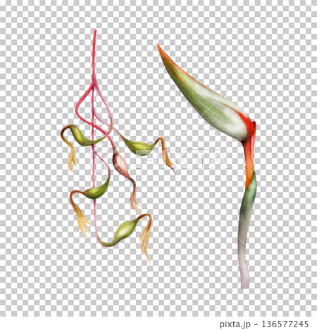 Strelitzia bird of paradise exotic flower with bold petals and sculptural form, Billbergia vine with elongated buds, flowing tropical rhythm. Isolated botanical illustration hand drawn in watercolor. Strelitzia bird of paradise exotic flower with bold petals and sculptural form, Billbergia vine with elongated buds, flowing tropical rhythm. Isolated botanical illustration hand drawn in watercolor. 136577245